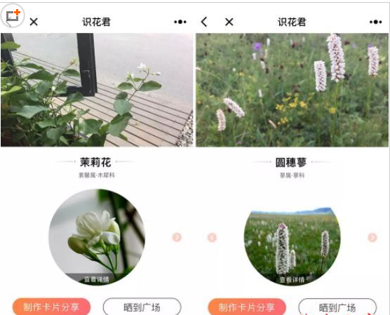 微信app小程序中的识花君用法介绍