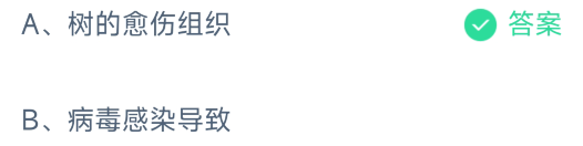 有些树木身上长有疙疙瘩瘩的树瘤，这其实是