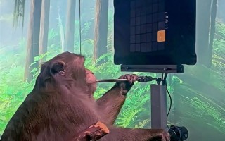 Neuralink已经实现了在猪和猴子身上的脑机接口试验 Neuralink已经实现了在猪和猴子身上的脑机接口试验