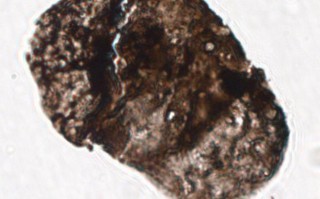 2亿多年前的花粉粒揭示陆地生物大灭绝“元凶”