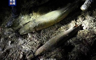 青海也现怪鱼 鱼塘损失1500多斤鱼：青岛上海河南频现鳄雀鳝 不负责放生何时休？