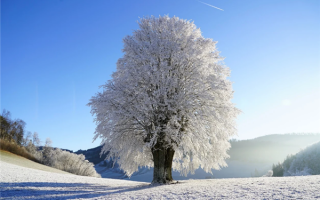 大范围寒潮预警发布：多地已加入下雪群聊