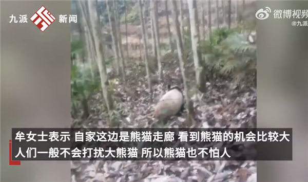 四川女子回娘家屋旁偶遇大熊猫直言激动 并不怕人:官方称饿了找吃的-第2张图片-9158手机教程网 四川女子回娘家屋旁偶遇大熊猫直言激动 并不怕人:官方称饿了找吃的-第2张图片-9158手机教程网