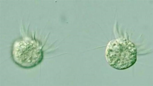 科学家首次发现“专吃病毒”的生物:改变人类看待病毒的方式-第1张图片-9158手机教程网 科学家首次发现“专吃病毒”的生物:改变人类看待病毒的方式-第1张图片-9158手机教程网