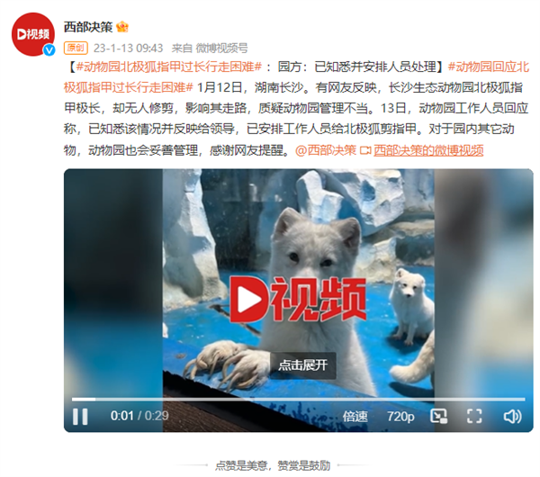 一动物园北极狐指甲过长行走困难 官方回应:会定期修剪-第4张图片-9158手机教程网 一动物园北极狐指甲过长行走困难 官方回应:会定期修剪-第4张图片-9158手机教程网