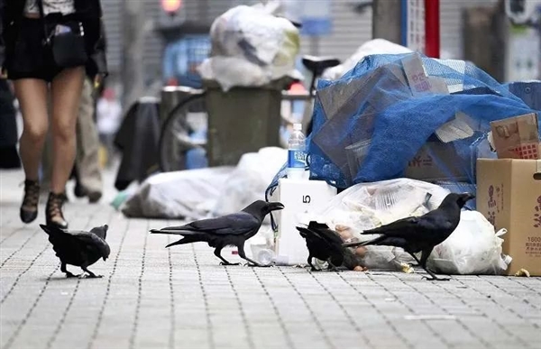 从“神鸟”到“凶鸟”:几千年来乌鸦到底经历了什么?-第12张图片-9158手机教程网 从“神鸟”到“凶鸟”:几千年来乌鸦到底经历了什么?-第12张图片-9158手机教程网
