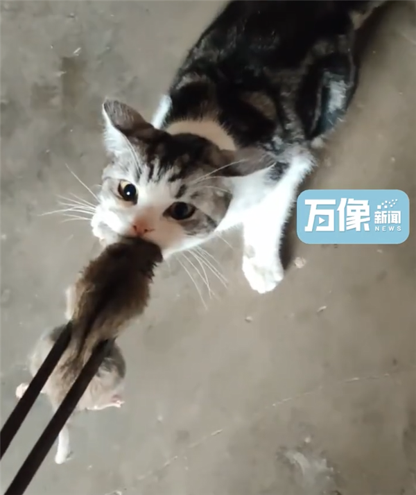 城市猫咪回村 血脉觉醒开始抓老鼠:主人用火钳都抢不走-第1张图片-9158手机教程网 城市猫咪回村 血脉觉醒开始抓老鼠:主人用火钳都抢不走-第1张图片-9158手机教程网