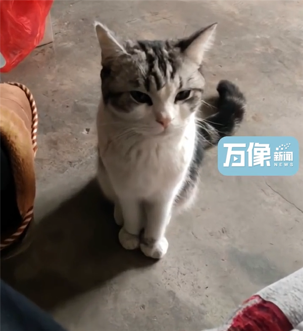 城市猫咪回村 血脉觉醒开始抓老鼠:主人用火钳都抢不走-第3张图片-9158手机教程网 城市猫咪回村 血脉觉醒开始抓老鼠:主人用火钳都抢不走-第3张图片-9158手机教程网