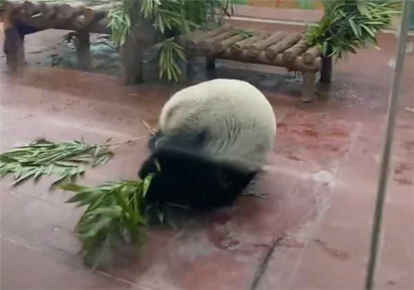门票值了!大熊猫看到游客后展示“才艺”:抱着竹子连续翻跟头-第1张图片-9158手机教程网 门票值了!大熊猫看到游客后展示“才艺”:抱着竹子连续翻跟头-第1张图片-9158手机教程网