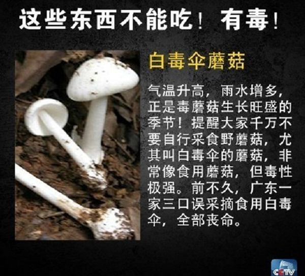网友在山姆买到剧毒蓝环章鱼 央视科普:这几样常见食物也不能吃-第7张图片-9158手机教程网 网友在山姆买到剧毒蓝环章鱼 央视科普:这几样常见食物也不能吃-第7张图片-9158手机教程网