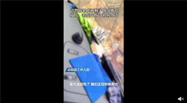 动物园老虎被3只狮子围攻撕咬 官方回应“越界”导致:为何要同区饲养?-第2张图片-9158手机教程网 动物园老虎被3只狮子围攻撕咬 官方回应“越界”导致:为何要同区饲养?-第2张图片-9158手机教程网