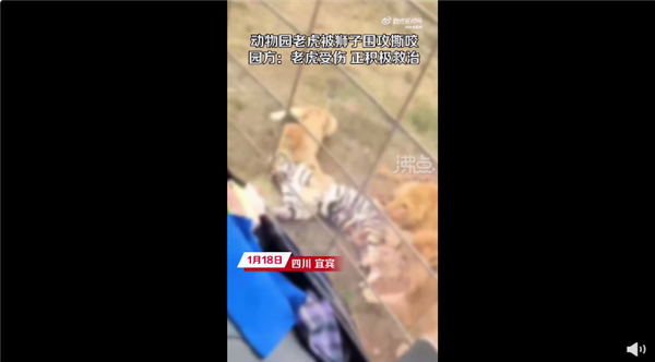 动物园老虎被3只狮子围攻撕咬 官方回应“越界”导致:为何要同区饲养?-第1张图片-9158手机教程网 动物园老虎被3只狮子围攻撕咬 官方回应“越界”导致:为何要同区饲养?-第1张图片-9158手机教程网