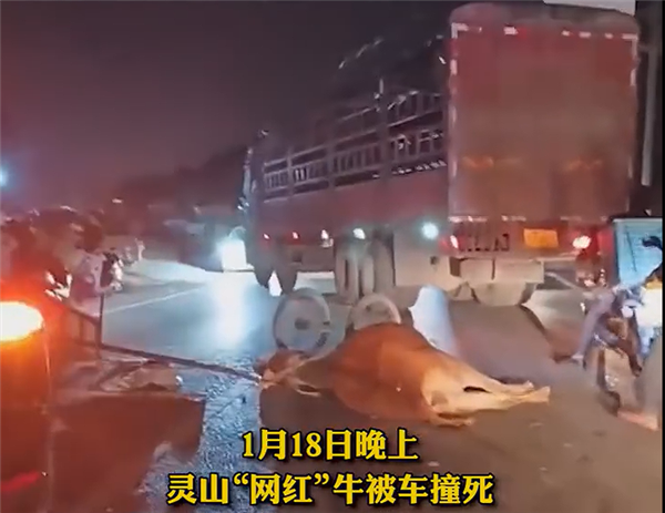 灵山“网红牛”不幸被车撞死:一片狼藉-第3张图片-9158手机教程网 灵山“网红牛”不幸被车撞死:一片狼藉-第3张图片-9158手机教程网