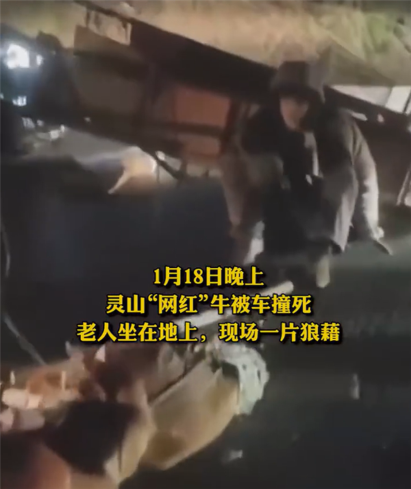 灵山“网红牛”不幸被车撞死:一片狼藉-第4张图片-9158手机教程网 灵山“网红牛”不幸被车撞死:一片狼藉-第4张图片-9158手机教程网