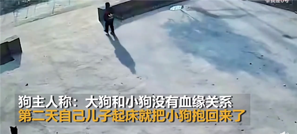 孩子抱走小狗还给大狗磕了3个头 剧情反转没血缘关系:网友调侃白磕-第2张图片-9158手机教程网 孩子抱走小狗还给大狗磕了3个头 剧情反转没血缘关系:网友调侃白磕-第2张图片-9158手机教程网