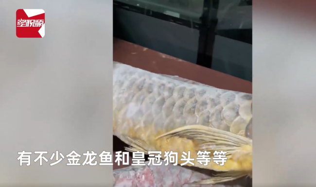 男子囤7冰柜养死的名贵鱼价值百万 网友:没毛病,就是价格让人心疼-第3张图片-9158手机教程网 男子囤7冰柜养死的名贵鱼价值百万 网友:没毛病,就是价格让人心疼-第3张图片-9158手机教程网