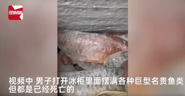 男子囤7冰柜养死的名贵鱼价值百万 网友:没毛病,就是价格让人心疼-第2张图片-9158手机教程网 男子囤7冰柜养死的名贵鱼价值百万 网友:没毛病,就是价格让人心疼-第2张图片-9158手机教程网