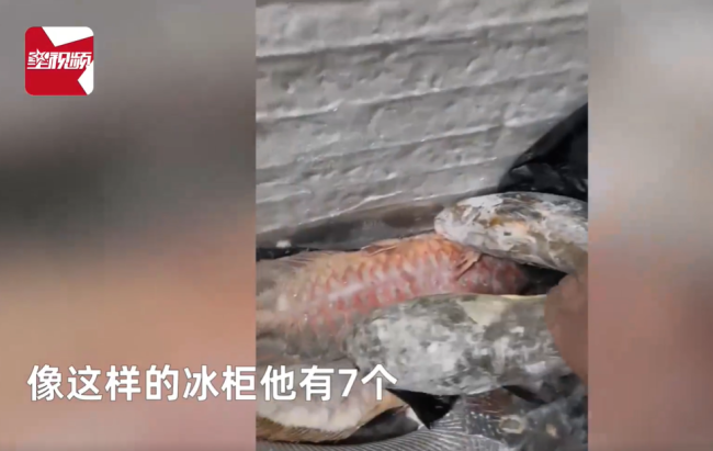 男子囤7冰柜养死的名贵鱼价值百万 网友:没毛病,就是价格让人心疼-第5张图片-9158手机教程网 男子囤7冰柜养死的名贵鱼价值百万 网友:没毛病,就是价格让人心疼-第5张图片-9158手机教程网