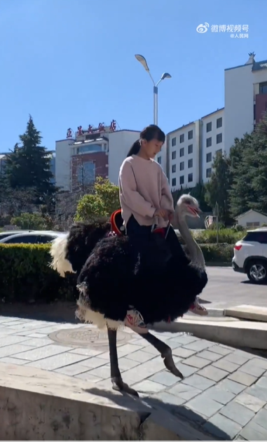 云南小女孩骑鸵鸟上学从容淡定 网友:我们都骑大象,毕竟是四驱的-第1张图片-9158手机教程网 云南小女孩骑鸵鸟上学从容淡定 网友:我们都骑大象,毕竟是四驱的-第1张图片-9158手机教程网