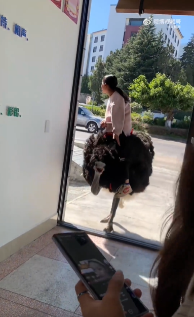 云南小女孩骑鸵鸟上学从容淡定 网友:我们都骑大象,毕竟是四驱的-第3张图片-9158手机教程网 云南小女孩骑鸵鸟上学从容淡定 网友:我们都骑大象,毕竟是四驱的-第3张图片-9158手机教程网