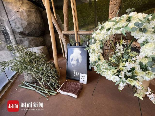 旅美大熊猫去世中美将联合调查死因 爱吃苹果喜欢嬉戏的她没了-第1张图片-9158手机教程网 旅美大熊猫去世中美将联合调查死因 爱吃苹果喜欢嬉戏的她没了-第1张图片-9158手机教程网
