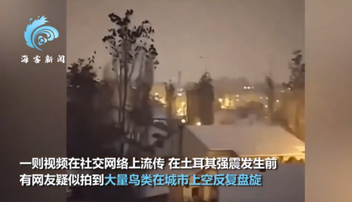 土耳其地震前鸟类出现异常行为,大量鸟类聚集树梢鸣叫似在示警-第1张图片-9158手机教程网 土耳其地震前鸟类出现异常行为,大量鸟类聚集树梢鸣叫似在示警-第1张图片-9158手机教程网