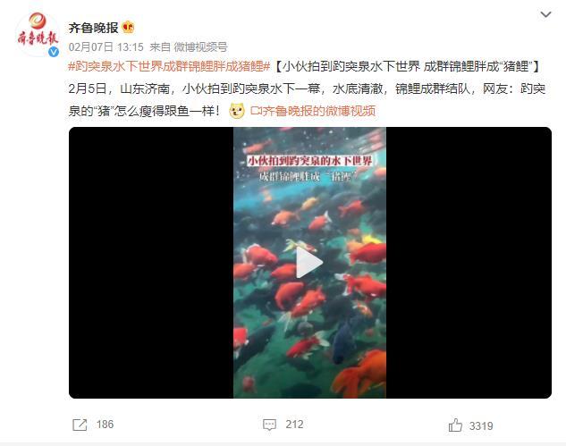 趵突泉的锦鲤胖成“猪鲤” 看来游泳减肥不太管用-第1张图片-9158手机教程网 趵突泉的锦鲤胖成“猪鲤” 看来游泳减肥不太管用-第1张图片-9158手机教程网