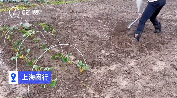 上海掀起租地种菜热 1500元一年:锻炼身体有成就感 一亩地净赚上万-第1张图片-9158手机教程网 上海掀起租地种菜热 1500元一年:锻炼身体有成就感 一亩地净赚上万-第1张图片-9158手机教程网