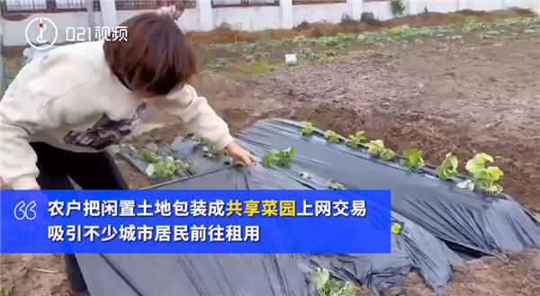 上海掀起租地种菜热 1500元一年:锻炼身体有成就感 一亩地净赚上万-第2张图片-9158手机教程网 上海掀起租地种菜热 1500元一年:锻炼身体有成就感 一亩地净赚上万-第2张图片-9158手机教程网