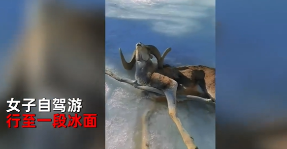 女子抚摸冻僵羊 网友急喊不要碰 易感染布鲁氏菌病-第1张图片-9158手机教程网 女子抚摸冻僵羊 网友急喊不要碰 易感染布鲁氏菌病-第1张图片-9158手机教程网