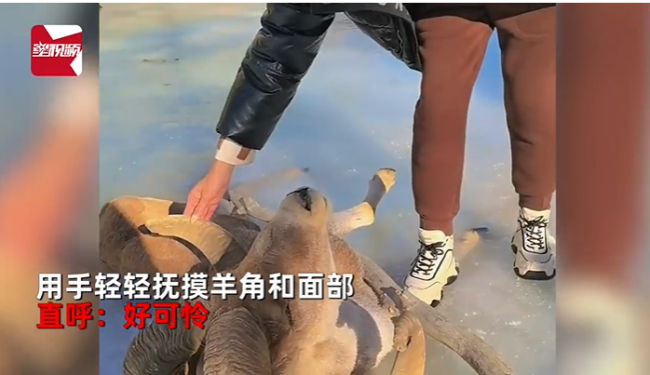 女子抚摸冻僵羊 网友急喊不要碰 易感染布鲁氏菌病-第4张图片-9158手机教程网 女子抚摸冻僵羊 网友急喊不要碰 易感染布鲁氏菌病-第4张图片-9158手机教程网