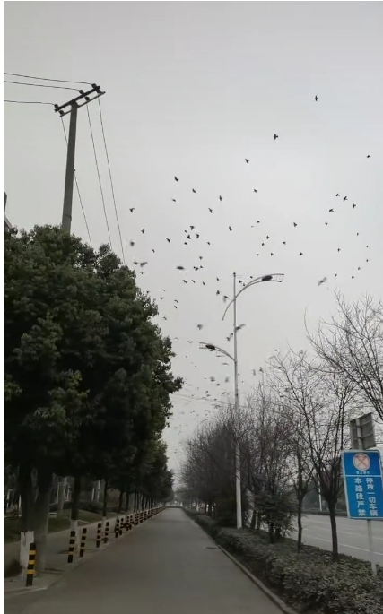 成都现飞鸟撞树现象 网友疑灾害前兆 专家:没撞上-第1张图片-9158手机教程网 成都现飞鸟撞树现象 网友疑灾害前兆 专家:没撞上-第1张图片-9158手机教程网