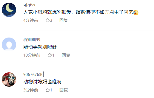 2只火凤凰为了求偶上演风骚走位 网友:瞎摆造型不如弄点虫子回来-第4张图片-9158手机教程网 2只火凤凰为了求偶上演风骚走位 网友:瞎摆造型不如弄点虫子回来-第4张图片-9158手机教程网