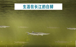 长江白鲟灭绝 最后的活体影像公布：伤口缝了24针、腹中还有卵