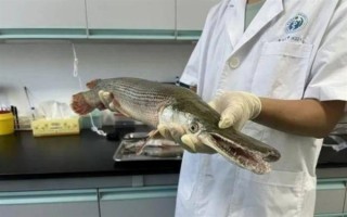 多地发现怪鱼鳄雀鳝：多是人为放生 必须管管了！