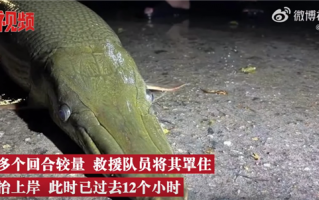寺庙放生池现1.2米鳄雀鳝 重50斤 快把观赏鱼吃没了