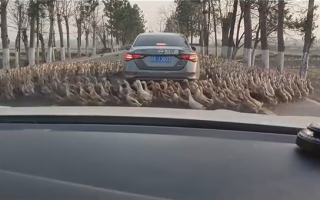 哭笑不得：轿车被群鸭团团围住 一动不敢动