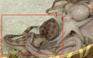 蓝环章鱼居然出现在火锅店！毒性是眼镜蛇的50倍、氰化钾的850倍