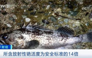 日本核污染水明年春季将排向大海 已批准可实施：海洋生物检测严重超标