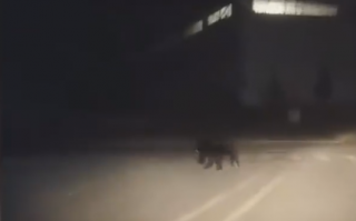 黑龙江一地发现黑熊在街道上奔跑：目测200斤 去向不明