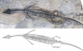 我国科学家在云南发现2.44亿年前“奇异罗平龙”
