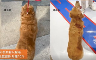 杭州小狗请私教健身一个月瘦10斤 网友：我不如它