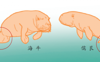 美人鱼原型儒艮在中国功能性灭绝：这外形为什么像海牛？