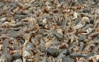 烟台海边出现大量泸沽虾 有人捡了十几桶：这假期太充实