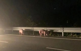 惠州一运猪车侧翻：40多头猪“大闹”高速