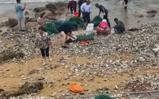 台风过后青岛海滩上尽是海鲜：有人提桶、有人开三轮