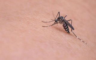 电蚊拍有几千伏 为什么它电不伤人?