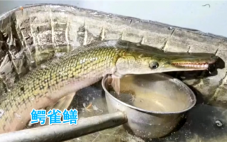 北京海淀一小区惊现怪鱼：长嘴尖牙像鳄鱼 专家称会伤人