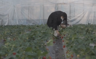 白血病女孩坚持卖草莓13年，一句“草莓是她战胜病魔的希望”感动网友