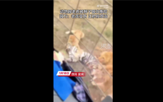 动物园老虎被3只狮子围攻撕咬 官方回应“越界”导致：为何要同区饲养？